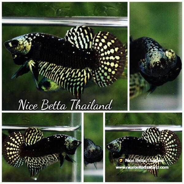 Wild Betta Fish Hybrid Gold Green Alien Samurai (Ultra Rare)