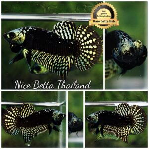 Wild Betta Fish Hybrid Gold Green Alien Samurai (Ultra Rare)