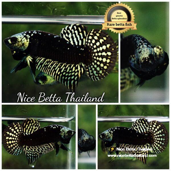 Wild Betta Fish Hybrid Gold Green Alien Samurai (Ultra Rare)