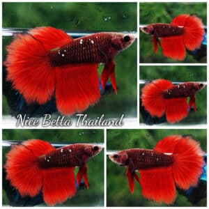 Female Betta Fish Hell Girl Star Rosetail HM