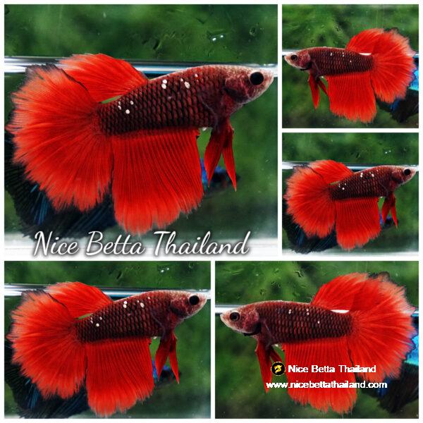 Female Betta Fish Hell Girl Star Rosetail HM