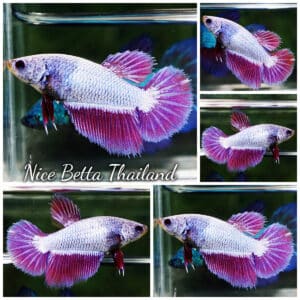 Female Betta Fish Purple Royal Lavender HM