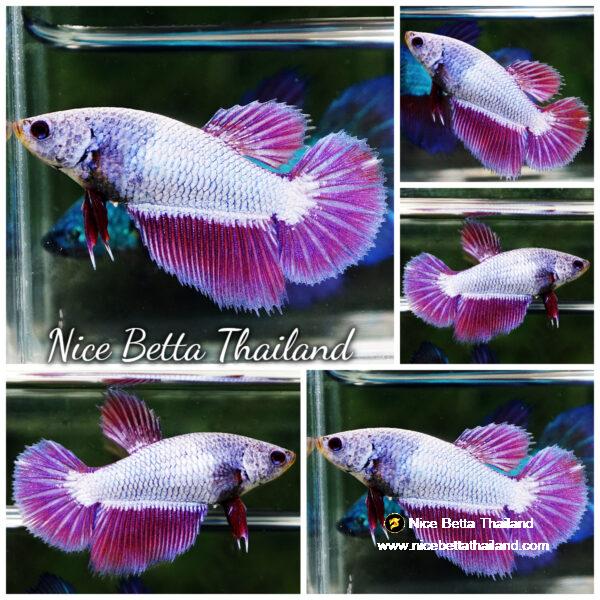 Female Betta Fish Purple Royal Lavender HM