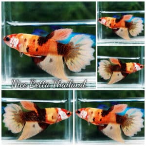 Female Betta Fish Tiger Nemo HM