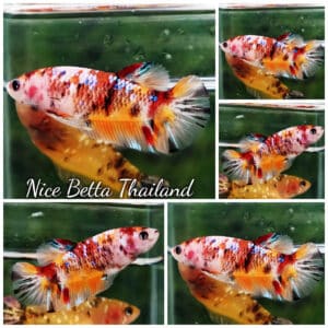 Female Betta Fish Candy Nemo Classic HM