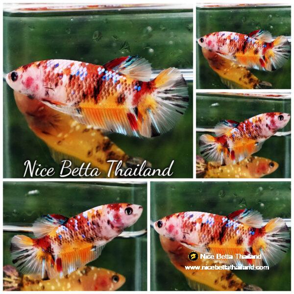 Female Betta Fish Candy Nemo Classic HM