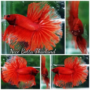 Betta Fish Red Blood Phoenix HM