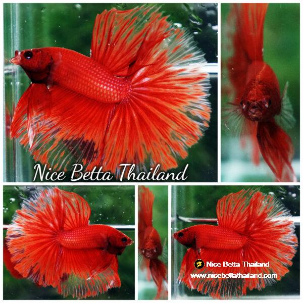 Betta Fish Red Blood Phoenix HM