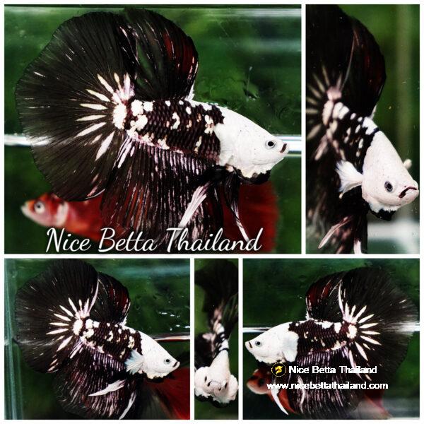 Betta fish Killer Shadow Black Star Full Helmet Samurai (Ultra Rare) HM