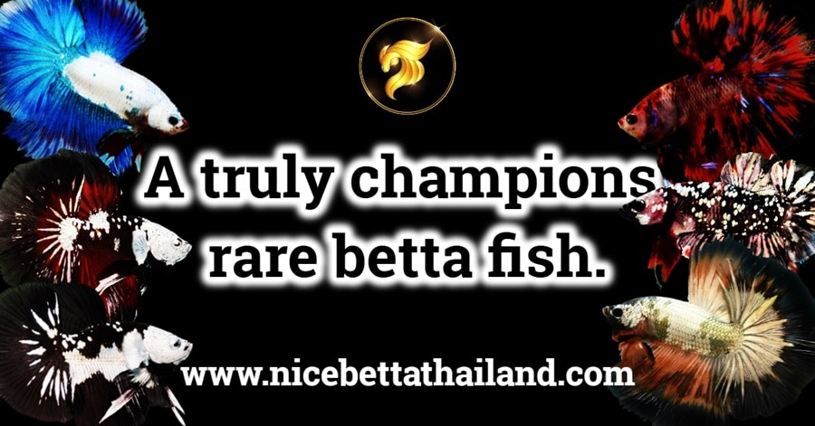 A truly champions rare betta fish for sale