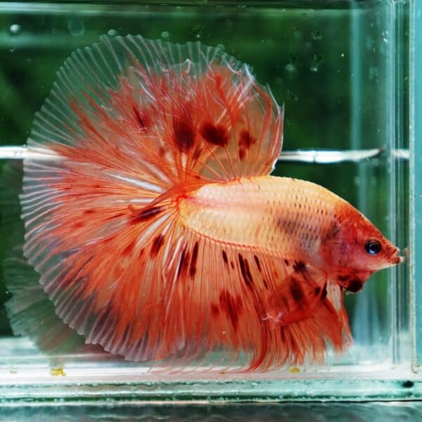 Betta fish Armageddon Meteor Large Size OHM - Image 3