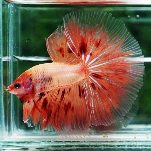 Betta fish Armageddon Meteor Large Size OHM - Image 2