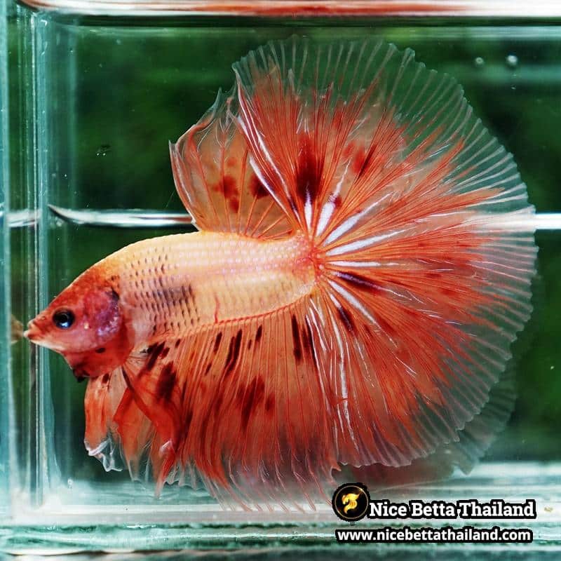 Betta fish Armageddon Meteor Large Size OHM