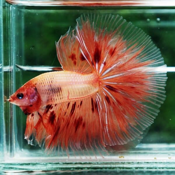 Betta fish Armageddon Meteor Large Size OHM - Image 4