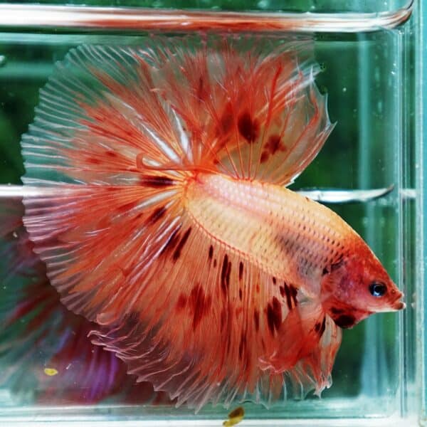 Betta fish Armageddon Meteor Large Size OHM - Image 5