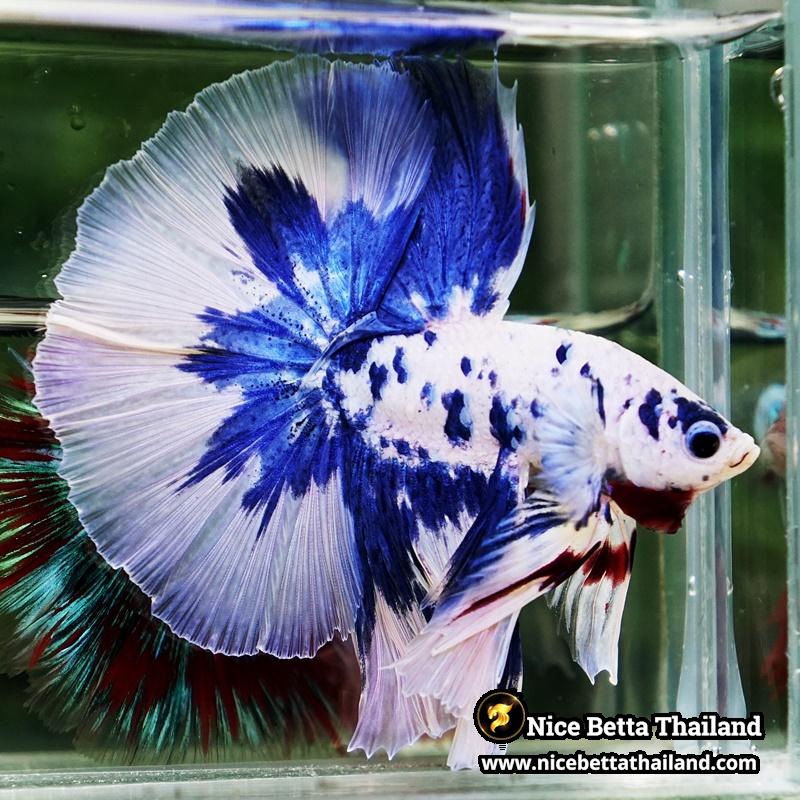 Betta Fish Prince of Blue Marble Dot Hawk OHM