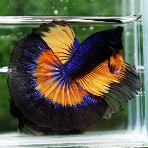 Betta Fish Butterfly King Black Pumpkin OHM - Image 2