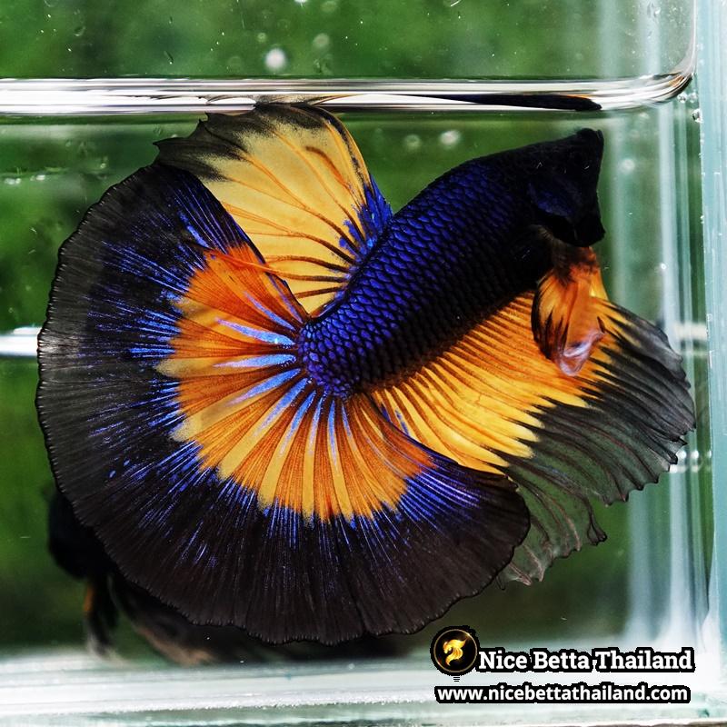 Betta Fish Butterfly King Black Pumpkin OHM