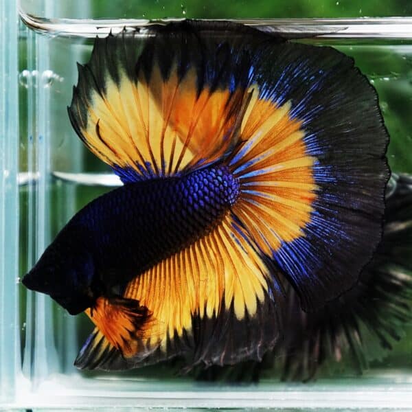 Betta Fish Butterfly King Black Pumpkin OHM - Image 5