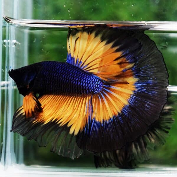 Betta Fish Butterfly King Black Pumpkin OHM - Image 3