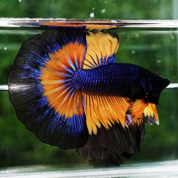 Betta Fish Butterfly King Black Pumpkin OHM - Image 4