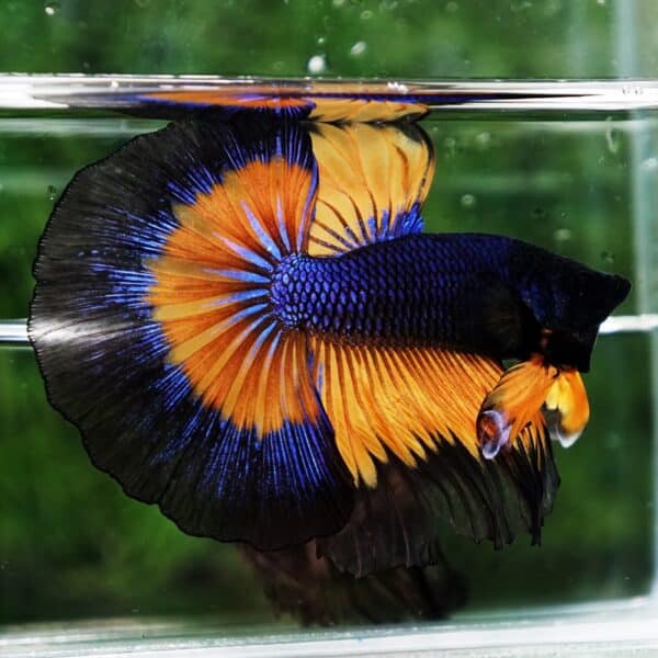 Betta Fish Butterfly King Black Pumpkin OHM - Image 6