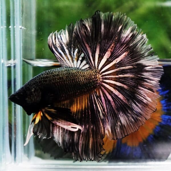 Betta Fish Copper Black Copper Mustard Gas OHM - Image 3