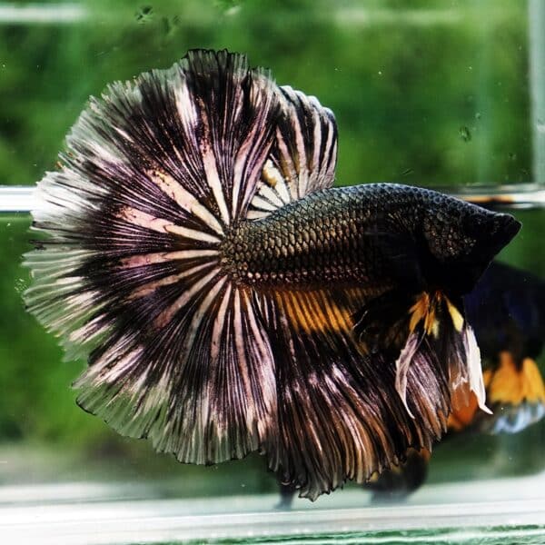 Betta Fish Copper Black Copper Mustard Gas OHM - Image 4