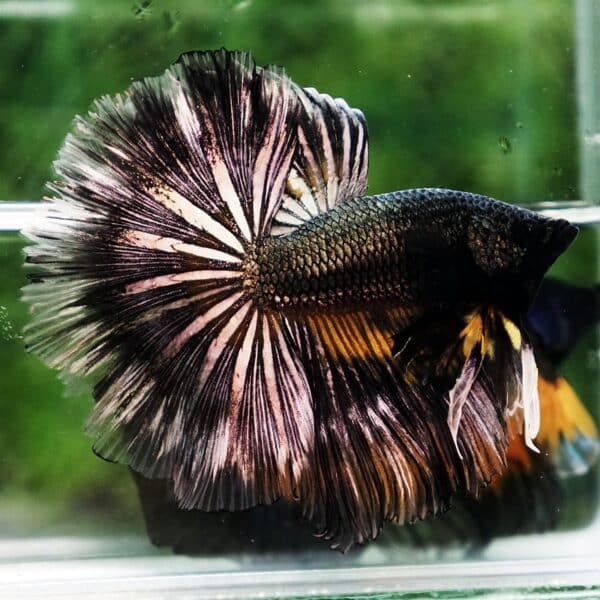 Betta Fish Copper Black Copper Mustard Gas OHM - Image 2