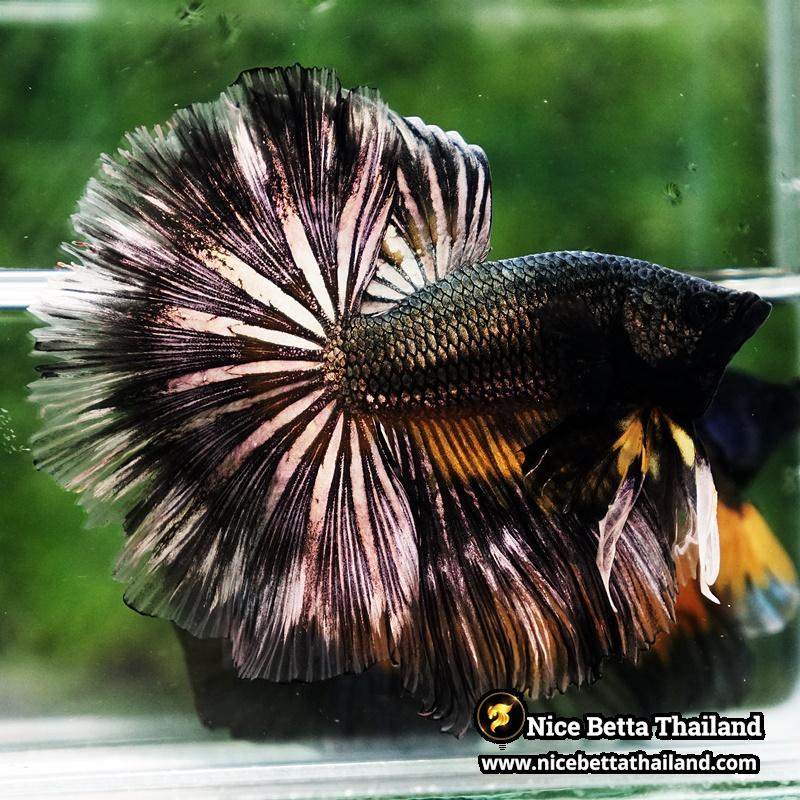 Betta Fish Copper Black Copper Mustard Gas OHM