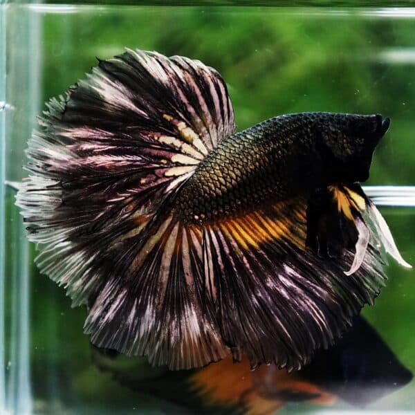 Betta Fish Copper Black Copper Mustard Gas OHM - Image 5