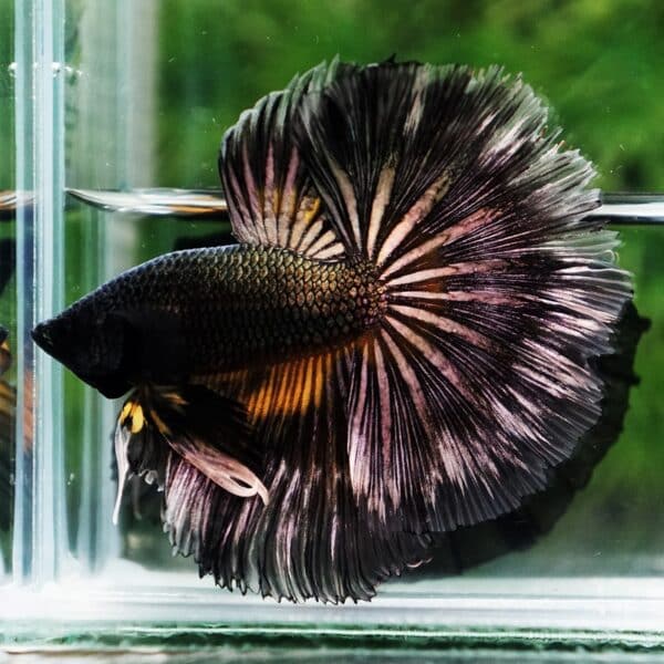 Betta Fish Copper Black Copper Mustard Gas OHM - Image 6