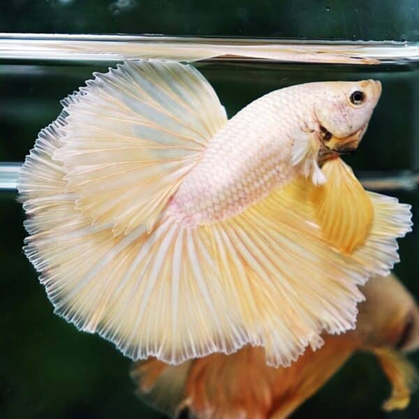 Betta Fish Gold 24K Dragon OHM - Image 5