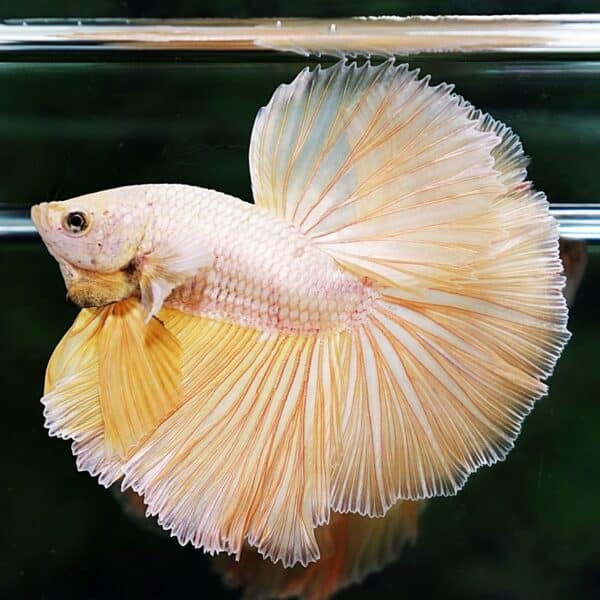 Betta Fish Gold 24K Dragon OHM - Image 2