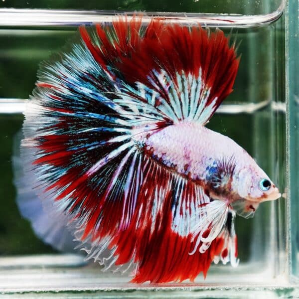 Betta fish King Fancy Red Thunder Hawk OHM - Image 5