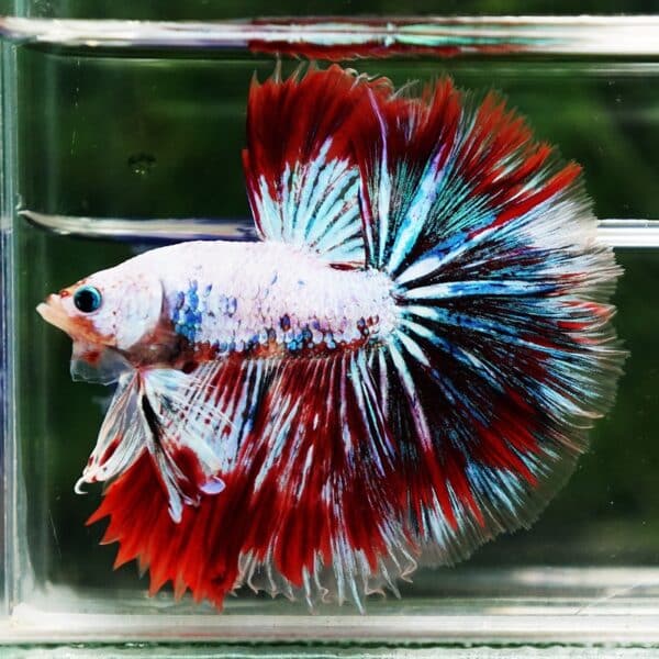 Betta fish King Fancy Red Thunder Hawk OHM - Image 6