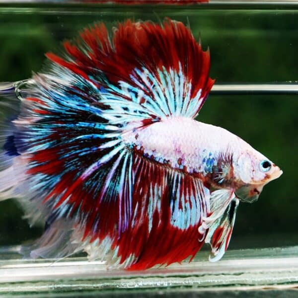 Betta fish King Fancy Red Thunder Hawk OHM - Image 7