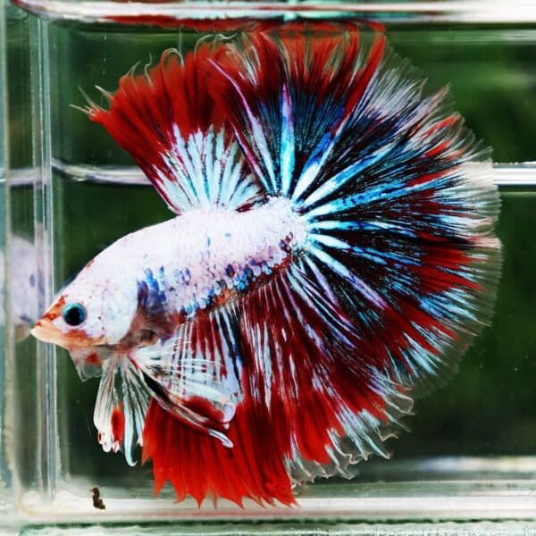 Betta fish King Fancy Red Thunder Hawk OHM - Image 4