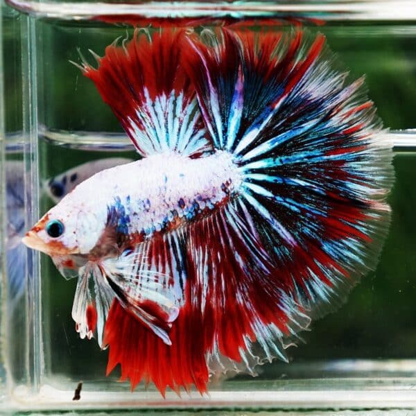 Betta fish King Fancy Red Thunder Hawk OHM - Image 2