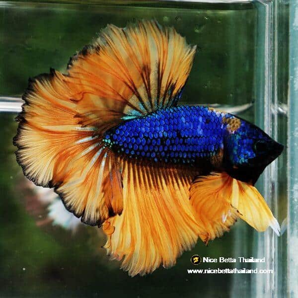 Betta Fish Yellow Blue Macaw Sky Hawk Feather tail OHM - Image 6