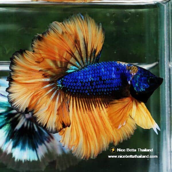 Betta Fish Yellow Blue Macaw Sky Hawk Feather tail OHM - Image 2