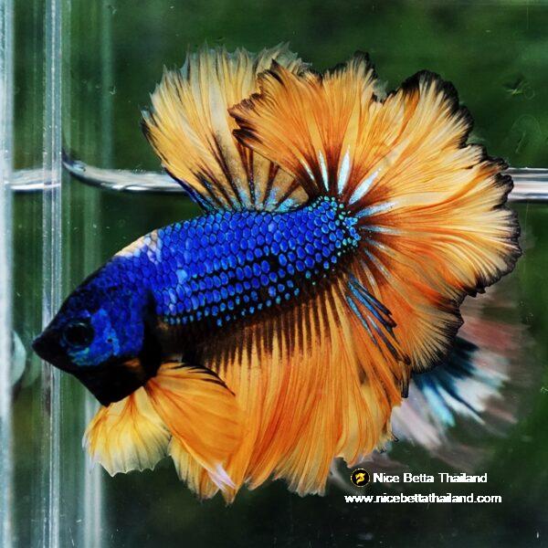 Betta Fish Yellow Blue Macaw Sky Hawk Feather tail OHM - Image 3