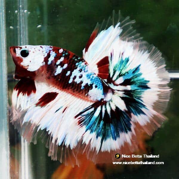 Betta Fish Full Helmet Warriors Angle Ring Sky Hawk OHM - Image 6