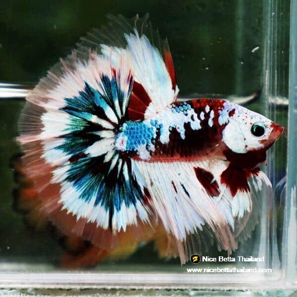 Betta Fish Full Helmet Warriors Angle Ring Sky Hawk OHM - Image 7