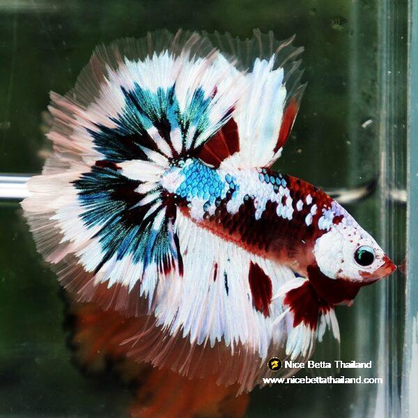 Betta Fish Full Helmet Warriors Angle Ring Sky Hawk OHM - Image 4