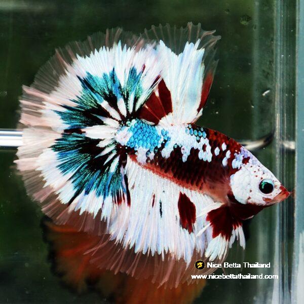 Betta Fish Full Helmet Warriors Angle Ring Sky Hawk OHM - Image 2