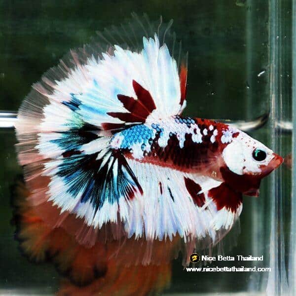 Betta Fish Full Helmet Warriors Angle Ring Sky Hawk OHM - Image 5