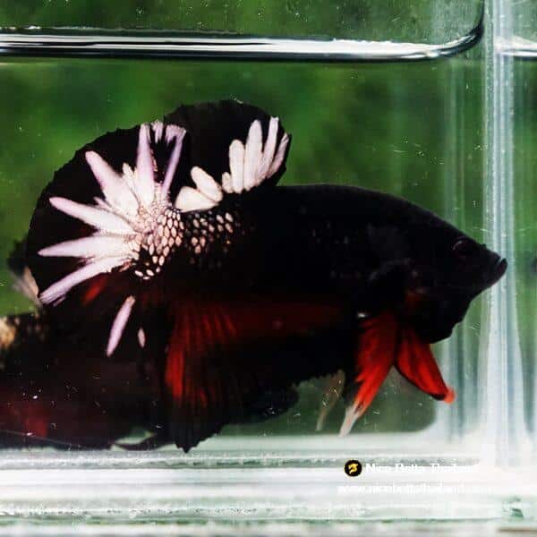 Betta Fish The Dark Hole Caraxes OHMPK - Image 4