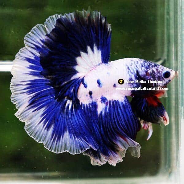 Betta Fish Blue Rim Marble OHM - Image 4