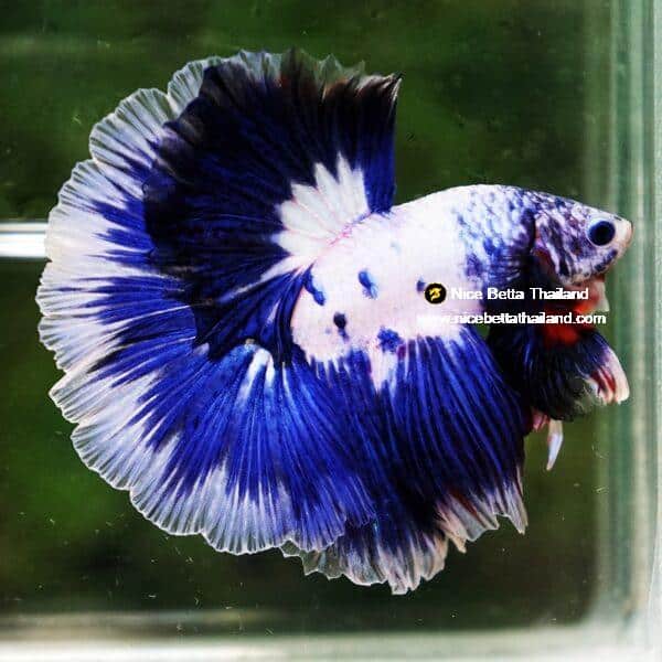 Betta Fish Blue Rim Marble OHM - Image 5